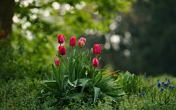 Red Tulips, flowers, grass, tulips, red, spring HD wallpaper