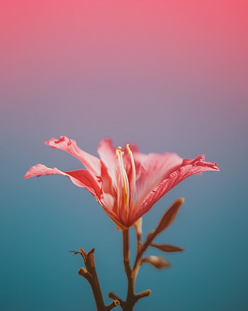 Flower, close up, portrait HD phone wallpaper