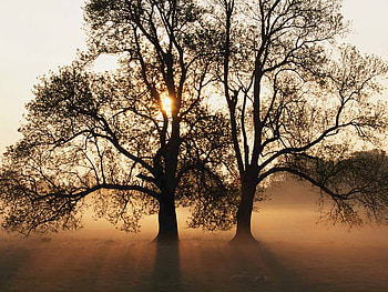 Georgia, tree HD wallpaper