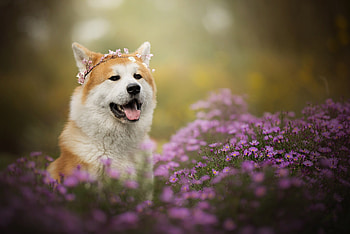 Depth of field, Purple flower, Shiba Inu HD wallpaper