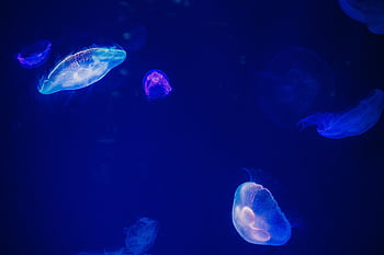 Glowing jellyfish drifting gracefully in deep blue ocean, showcasing marine life's elegance. HD wallpaper