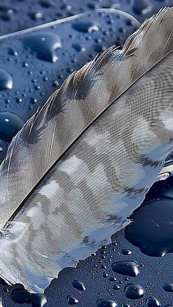 Apple feather, , Sony Xperia, Premium HD phone wallpaper