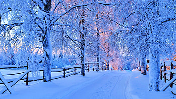 Winter Forest Road, landscape, trees, fence, snow HD wallpaper
