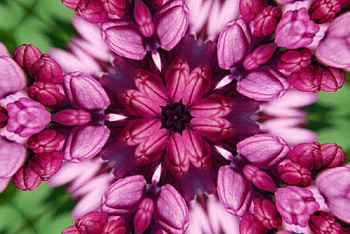 LILAC ABSTRACT, PRETTY, CREATION, ABSTRACT, LILAC HD wallpaper