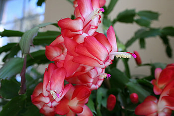 CHRISTMAS CACTUS FLOWER, pink, xmas, cactus, flower HD wallpaper