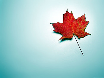 Background, Leaves HD wallpaper