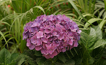 Flowers, Leaves, Close-Up, Garden, Hydrangea HD wallpaper