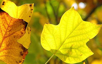 Nature, Leaves, Branch, Dry, Veins HD wallpaper