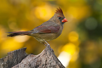 Animals, Bird, Blur, Smooth, Branch, Cardinal HD wallpaper
