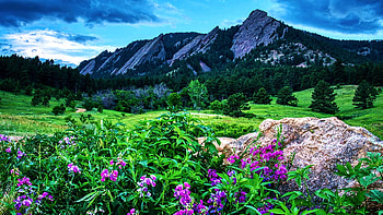 Flatiron Flowers Near Boulder, Colorado, wildflowers, blossoms, landscape, clouds, sky, mountains, usa HD wallpaper