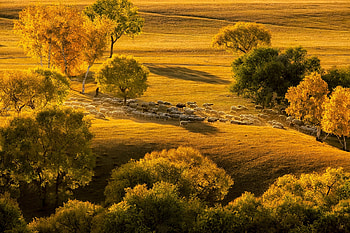 Golden Hill, Flock, Autumn, Trees, Sheep HD wallpaper