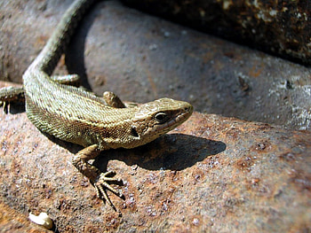 Animals, Lizards HD wallpaper