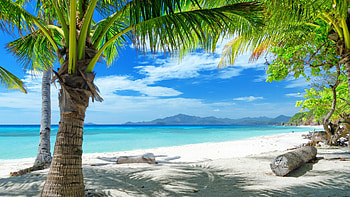 Beach landscape, Palm trees, Nature poster, Tropical vibes HD wallpaper