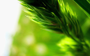 Plant, Macro, Blur, Smooth HD wallpaper