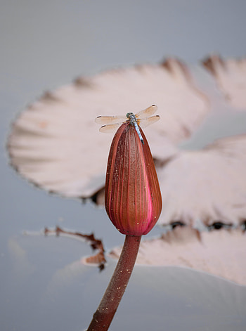 Animals, Bud, Insect, Wings, Dragonfly HD phone wallpaper