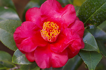 Red Camellia C, graphy, floral, romance, beauty, wide screen, camellia, flower, love HD wallpaper