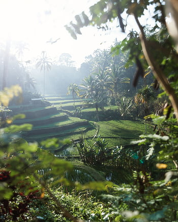 Stunning rice terraces basked in early morning light, showcasing tropical greenery and mist. HD phone wallpaper