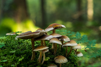 Nature, , Mushroom, Close Up, Depth Of Field, Fall HD wallpaper