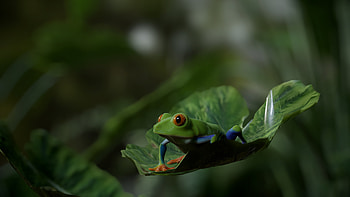 Artstation's wonders, Red Eye Tree Frog, CG artists' prowess, Creative amphibian HD wallpaper