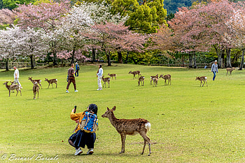 man made, Japan HD wallpaper