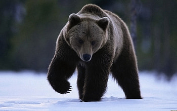 Animals, Snow, Bear, Stroll, Large, Big HD wallpaper