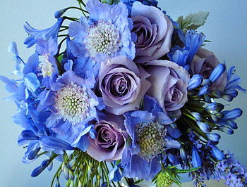 Beauty in blue, blue, flowers, roses, beauty HD wallpaper
