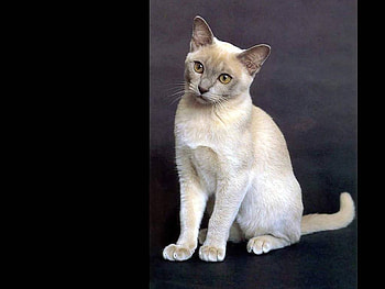 Cat, animal, kitten, pet HD wallpaper