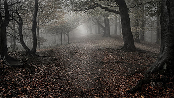 Forest, leaves, path, landscape, trees, nature HD wallpaper