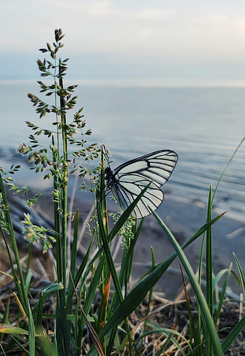 Butterfly, Grass, Macro, Insect HD phone wallpaper