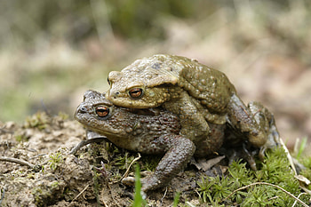 Animals, Grass, Love, Couple, Pair, Toad HD wallpaper