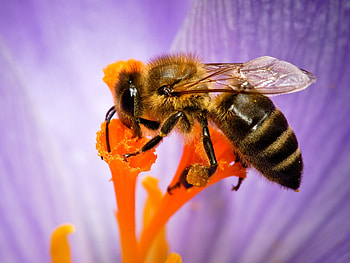 Bee computer , Top backgrounds, Digital aesthetics, Visual delight HD wallpaper
