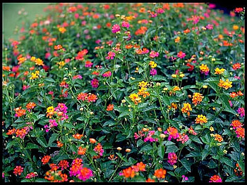 Patterns of Lantana, colors, leaves, flowers, bed HD wallpaper