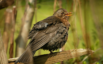 Animals, Feather, Bird, Branch, Thick HD wallpaper