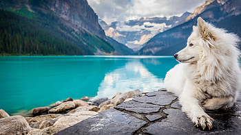 Samoyed, Dogs HD wallpaper
