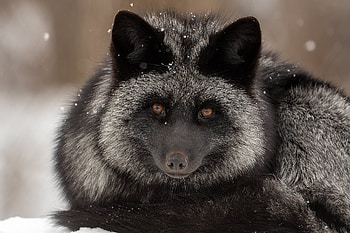 Majestic Silver Fox, Animal, fox HD wallpaper