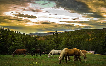 Horses grazing in a tranquil meadow surrounded by lush forest and mountains at sunset. HD wallpaper