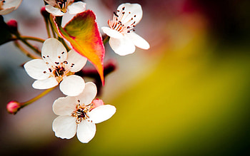 Flower, Plant, Macro, Bloom, Flowering, Fruit, Spring HD wallpaper