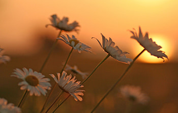 Daisy at Sunset, flowers, field, daisy, sunset HD wallpaper