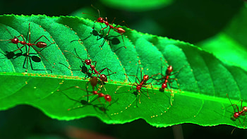 ant stock footage, High-quality videos, Fascinating insect world, Unique behavior HD wallpaper