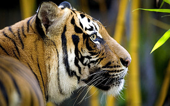 Leaves, Animals, Muzzle, Predator, Big Cat, Color, Tiger, Stripes, Head, Bamboo, Mustache, Moustache, Profile, Jungle, Wool, Fur, Strips HD wallpaper