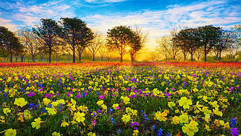 A field of wildflowers on a spring morning in the Texas Hill Country, blossoms, clouds, colors, trees, sky, sunrise, usa HD wallpaper