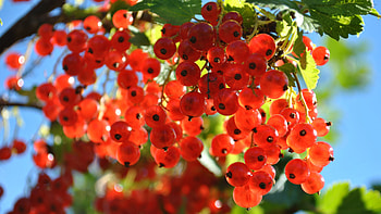 Red gooseberries, graphy HD wallpaper