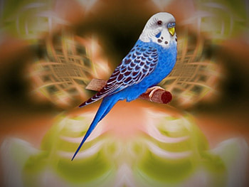 Bird, birds, art HD wallpaper