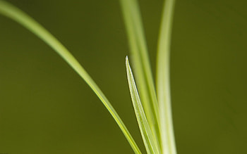 Grass, Macro, Light, Light Coloured, Thin HD wallpaper