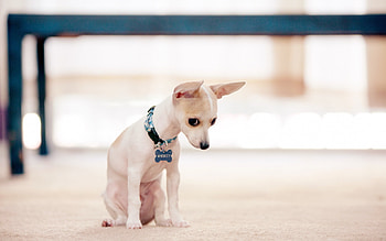 Chihuahua , Cute and tiny, Irresistible charm, Pet graphy HD wallpaper