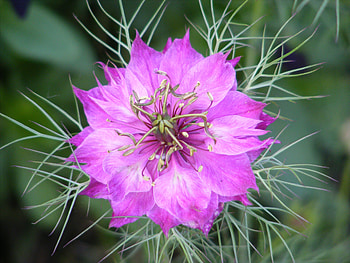 Love in a mist., mist, pink, petals, love, beautiful HD wallpaper