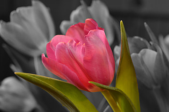 Flowers, Petals, Bud, Tulip HD wallpaper
