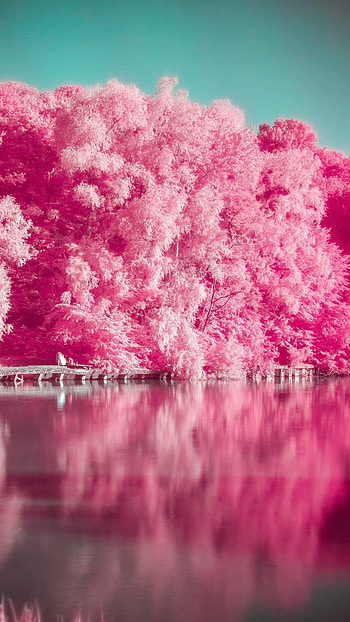Pink, Pink Trees HD phone wallpaper