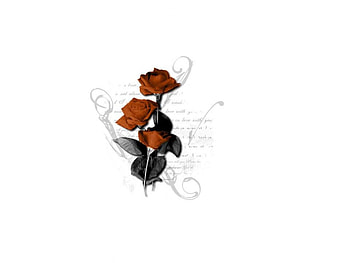 Rose love, rose, flowers HD wallpaper