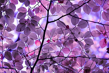 Purple Leaves, purple, leaves, nature HD wallpaper